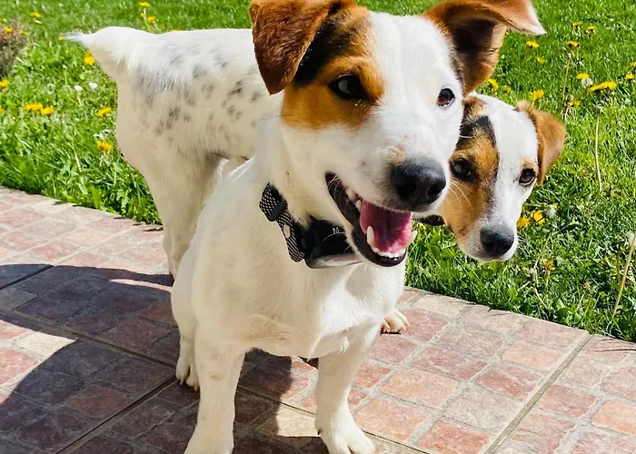 Chez Pat Et Olive - 4 Personnes- Bagneres De Bigorre Pouzac